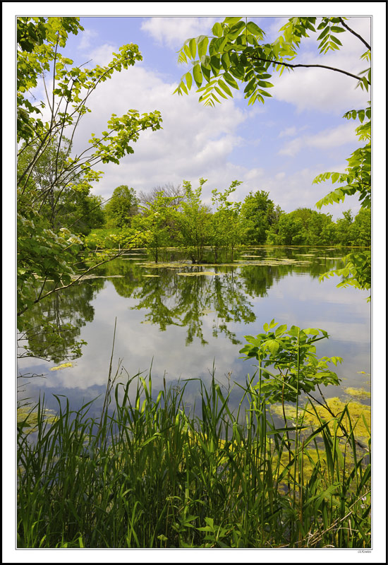 Secluded Reflections