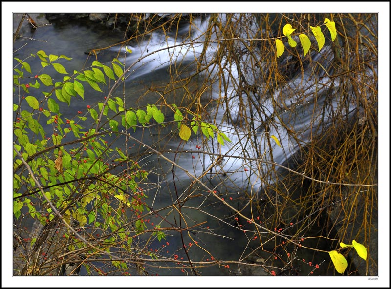 Berry Bushy Falls