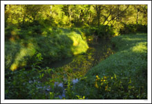 Sun-dappled Banks